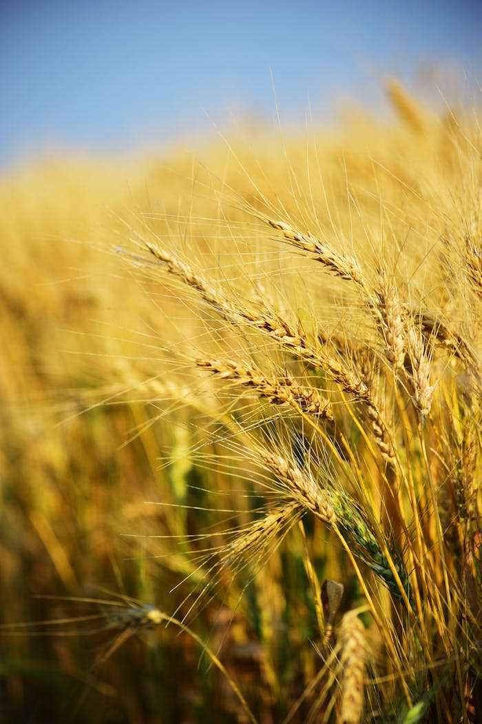 Vibrant wheat stalks in a sunlit rural field capture the essence of summer agriculture.